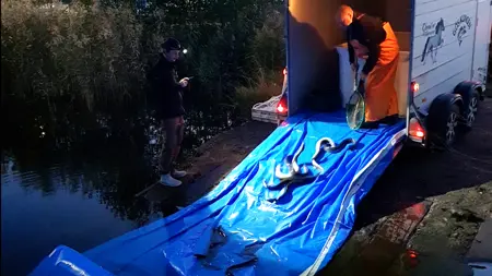 Person står bakom en släpvagn och häller ut ålar med håv. Ålarna åker på ett blått skynke ner i vattnet.