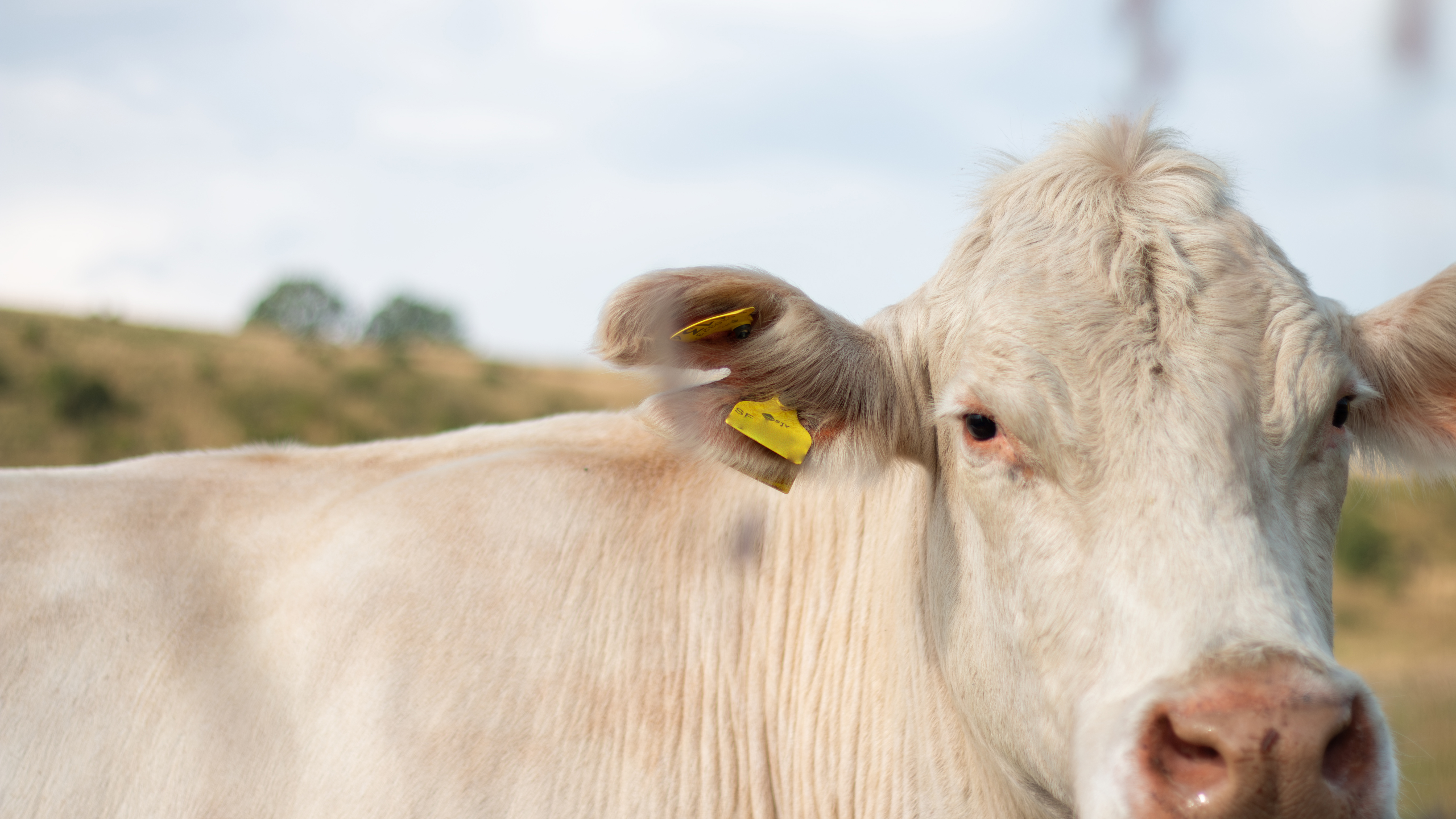 Photo of a white Charolais cow outdoors during the summer in Sweden.