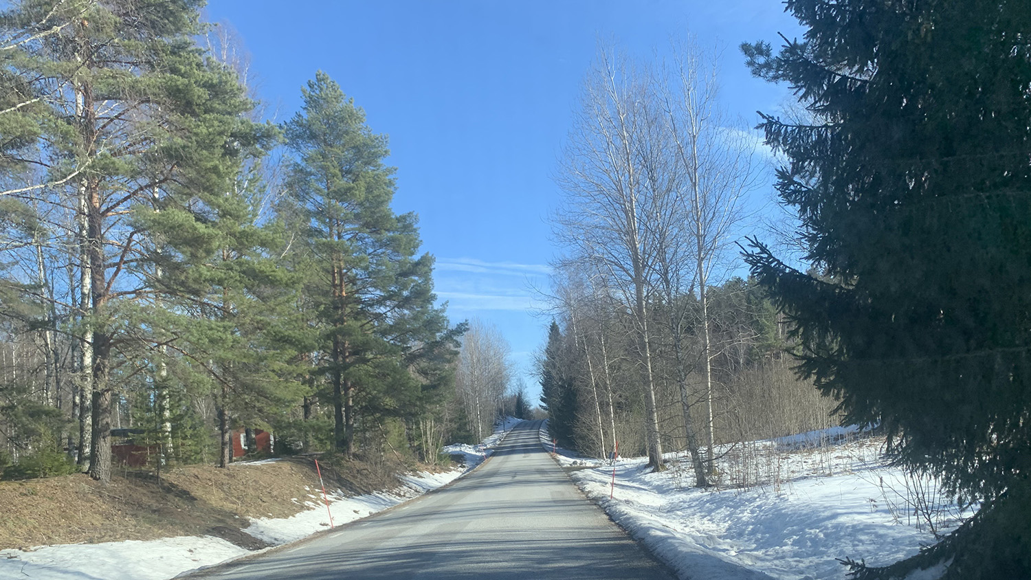 Road through the forest