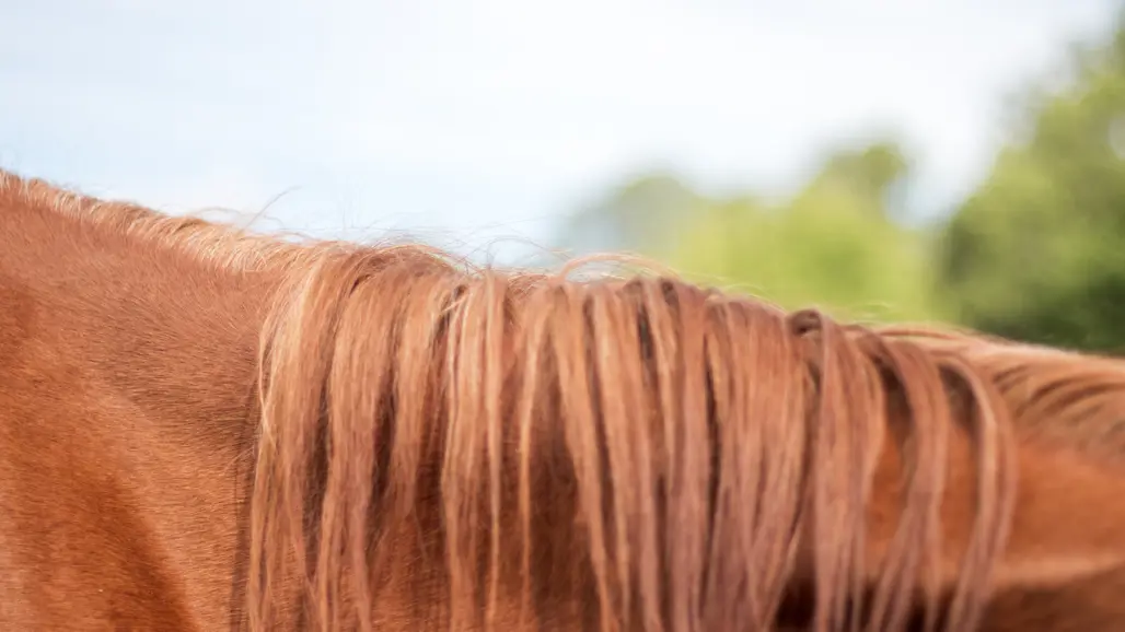 closeup-horsehair