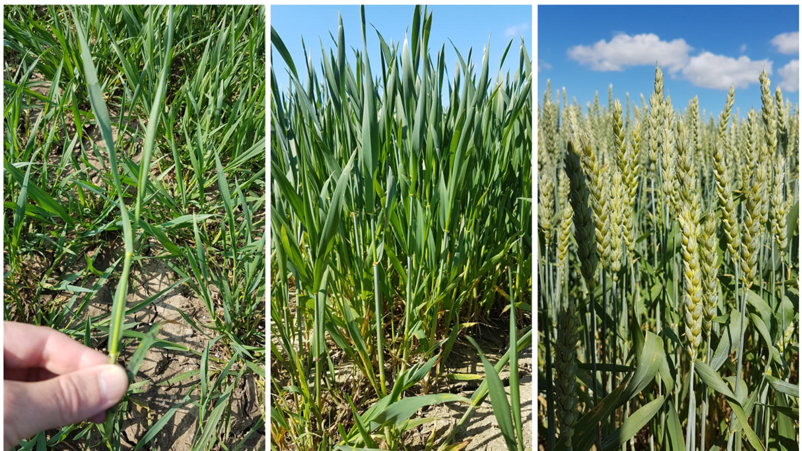 Tre olika utvecklingsstadier för höstvete