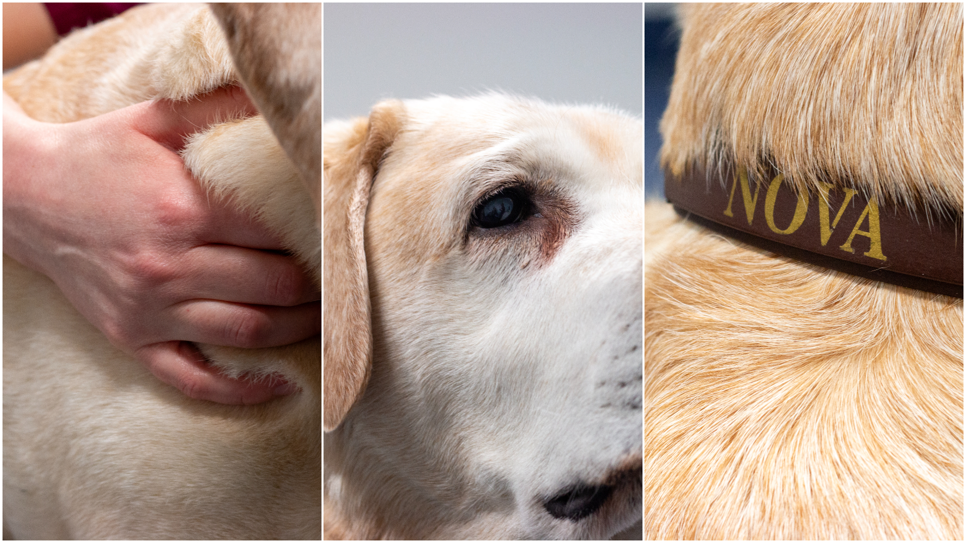Kollage med bilder på en kvinnlig veterinär (Mia Hedlund, SLU) i klinikmiljö med en ljus hund av rasen labrador retriever.