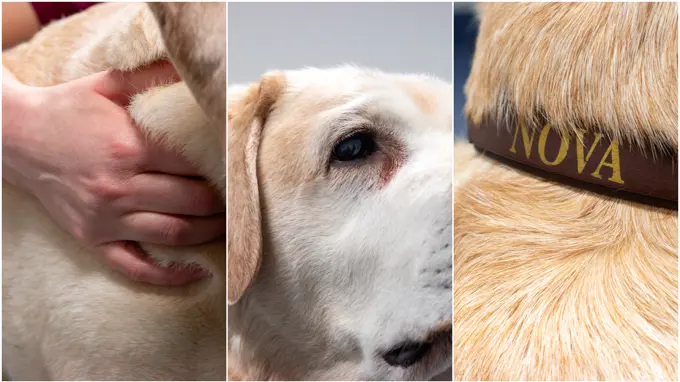 Kollage med bilder på en kvinnlig veterinär (Mia Hedlund, SLU) i klinikmiljö med en ljus hund av rasen labrador retriever.