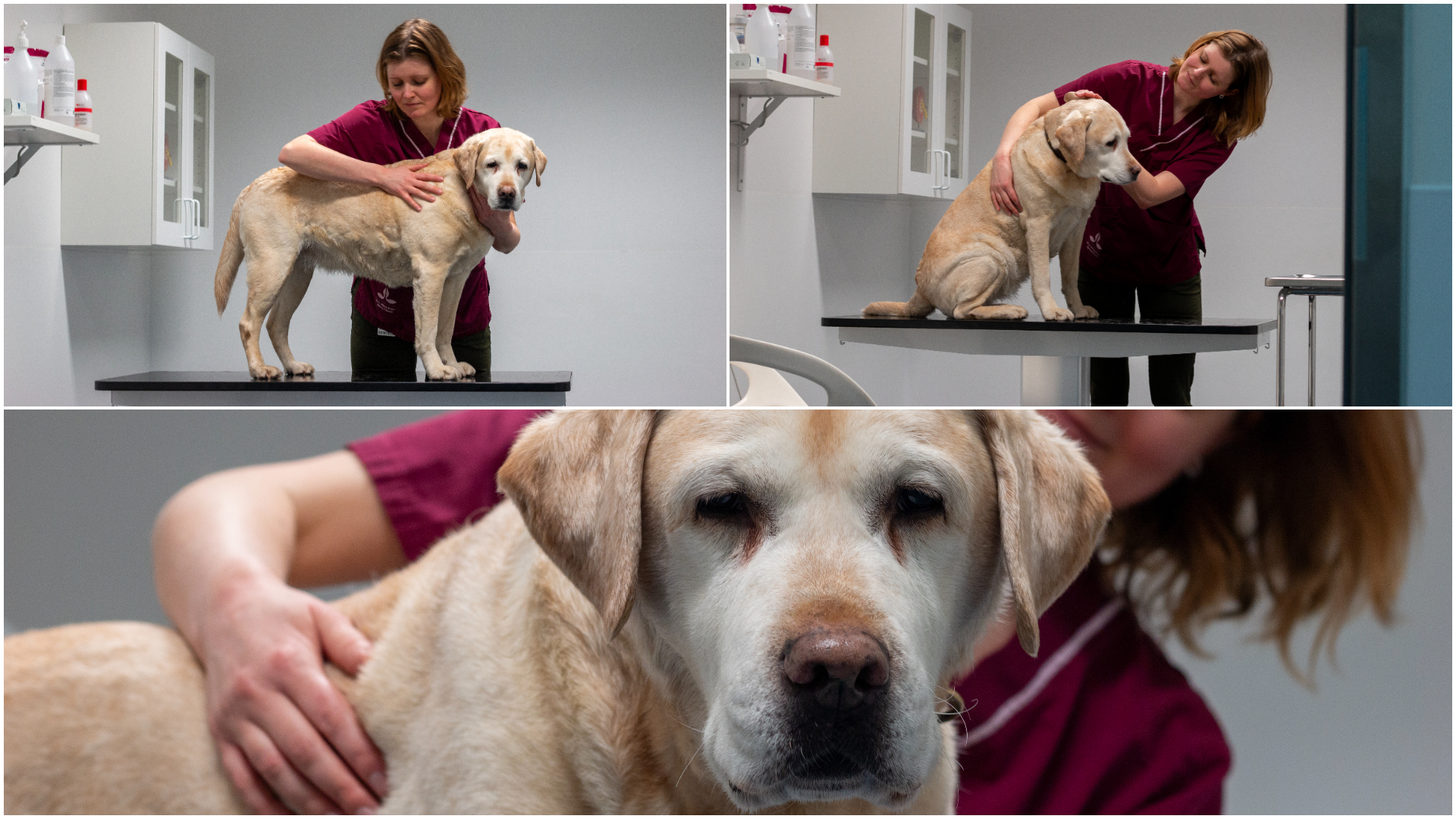 Kollage med bilder på en kvinnlig veterinär (Mia Hedlund, SLU) i klinikmiljö med en ljus hund av rasen labrador retriever.