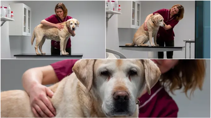 Kollage med bilder på en kvinnlig veterinär (Mia Hedlund, SLU) i klinikmiljö med en ljus hund av rasen labrador retriever.
