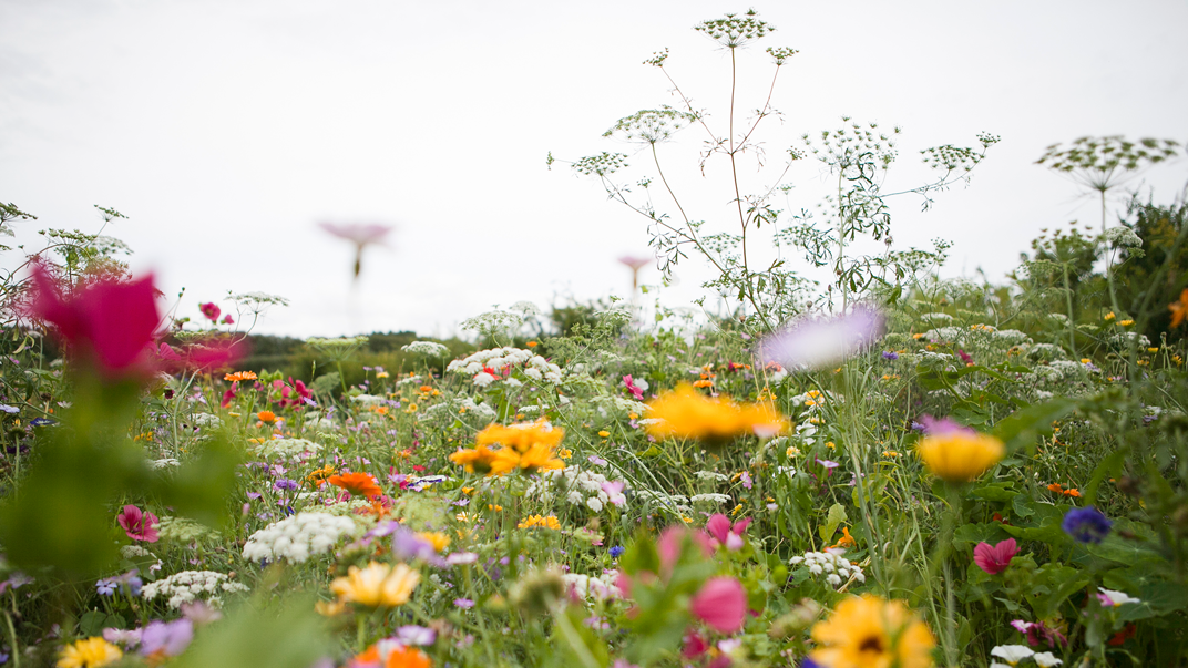 Aa close up on various species of flowering plants.