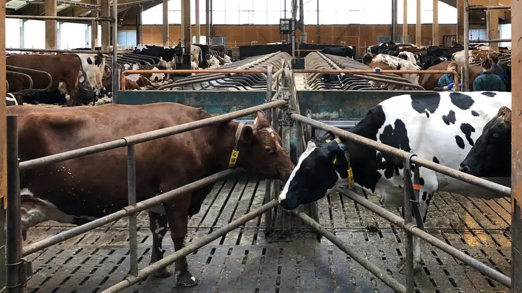 Photo of cows sniffing each other in an indoor loose housing facility.