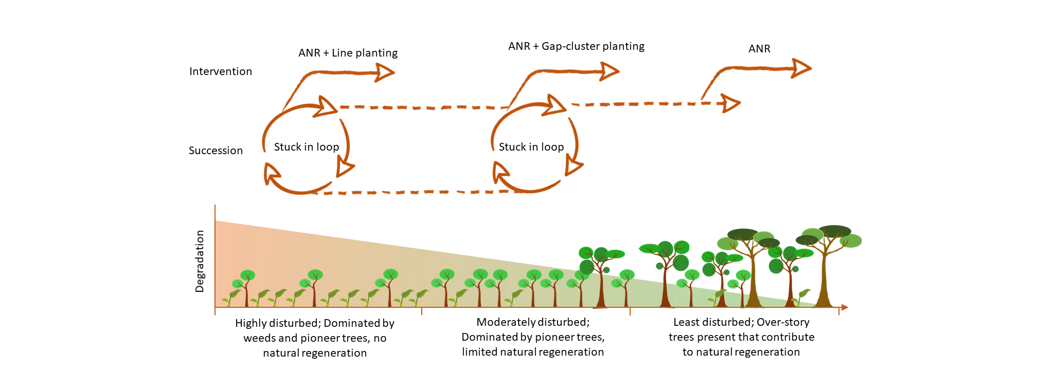 Figure showing different restoration strategies.