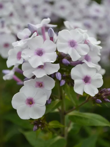 Foto av Grönt kulturarv®s höstflox 'Ingeborg från Nybro'. Fotot visar flera närbild av en blommande flox. Blommorna är vita med lila ögon och blombladen ligger omlott, nedanför syns outslagna knoppar och gröna blad. I bakgrunden syns ett blurr av vitt.
