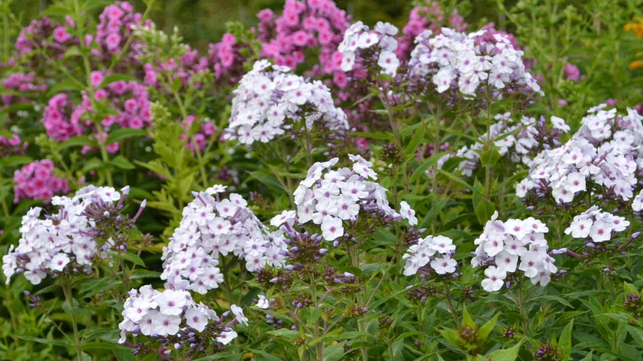 Foto av Grönt kulturarv®s höstflox 'Ingeborg från Nybro'. Fotot visar flera vitblommande blommor på långa stjälkar. blommorna sitter längst upp som i ett kluster och har lila ögon. Längs med stjälken sitter långa och spetsiga blad. I bakgrunden syns en rosablommande flox i oskärpa. 