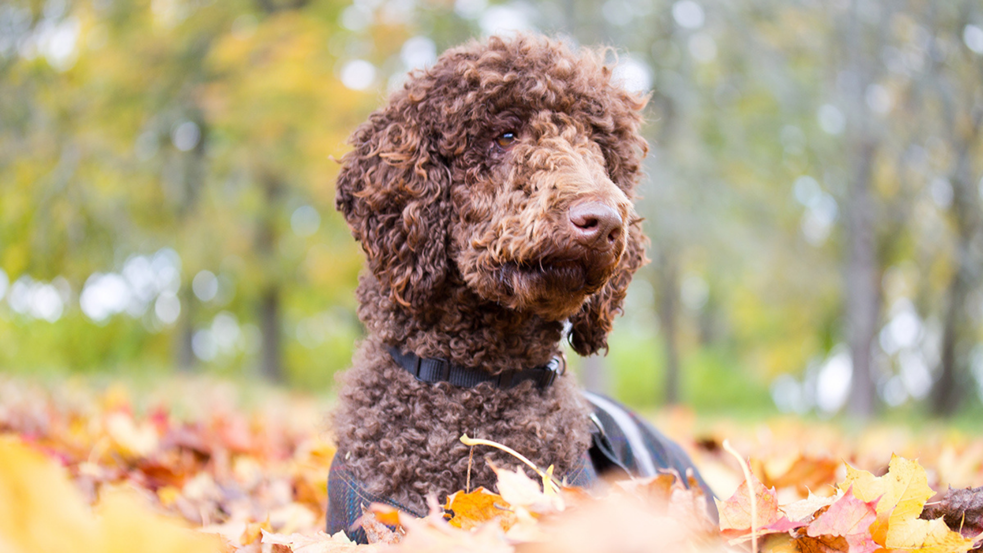Hund med brunt lockigt hår som ligger ned i en hög av höstlöv. 