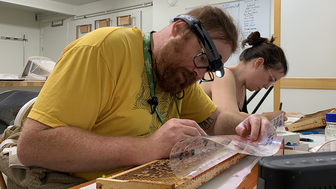 A researcher examines a beehive frame closely in a laboratory. He is wearing a yellow shirt, glasses, and a head magnifier. A colleague works in the background at the same table.