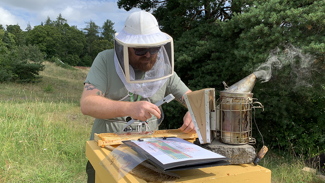 A researcher in beekeeping gear works at a beehive outdoors. He inspects the frame, with a smoker placed next to the hive.