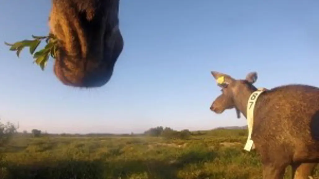 moose