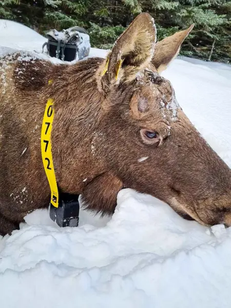Moose with camera collar