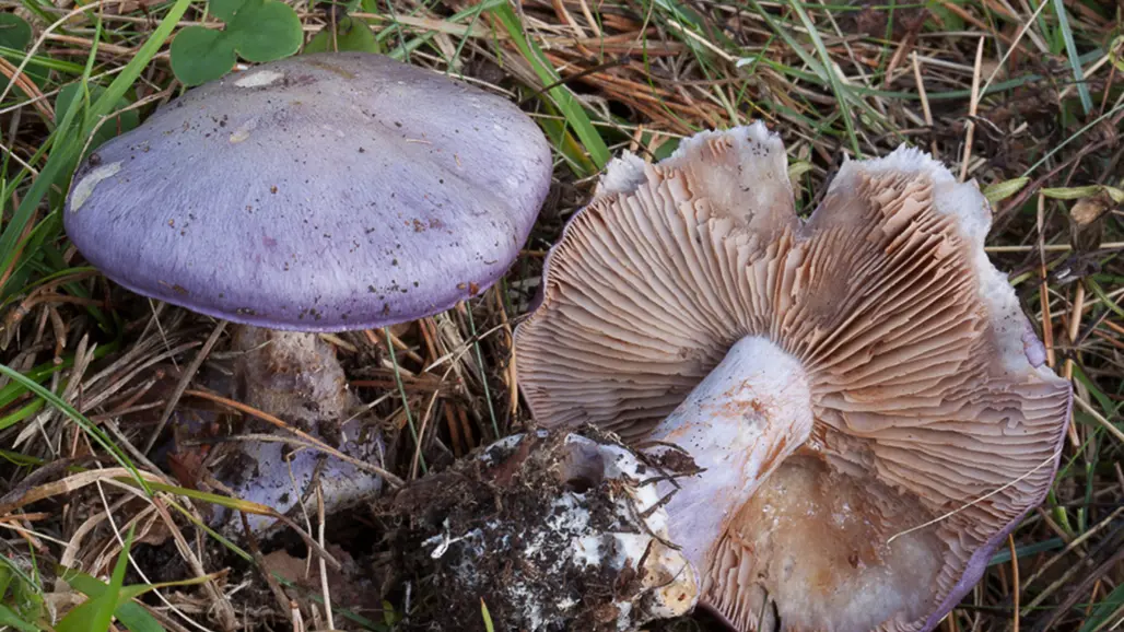 Blå svamp tillsammans med svamprot. Foto