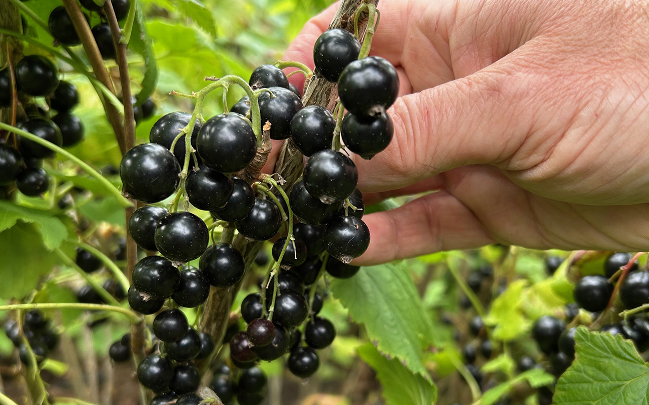 svarta vinbär