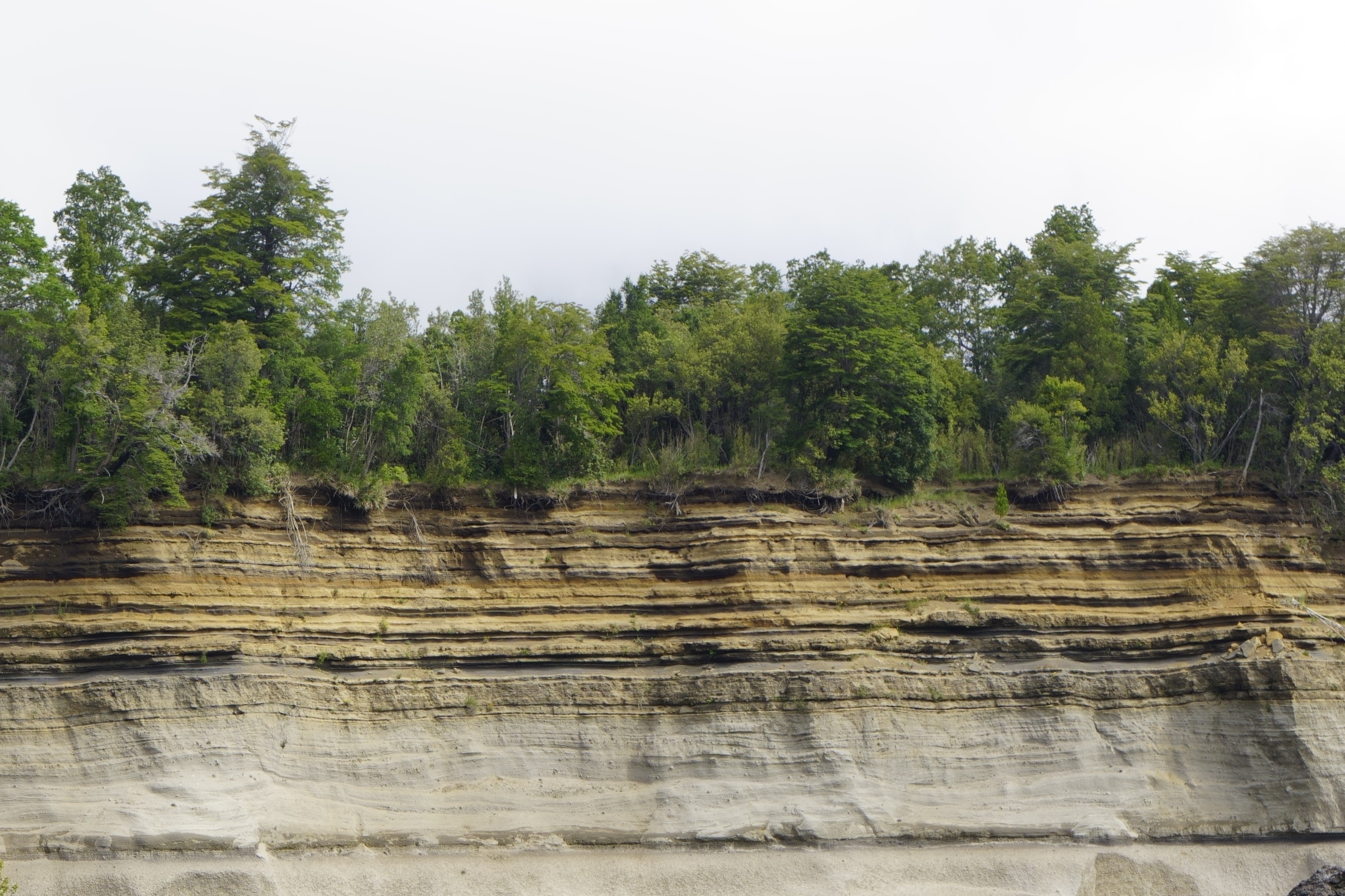 Forest soil on sediment