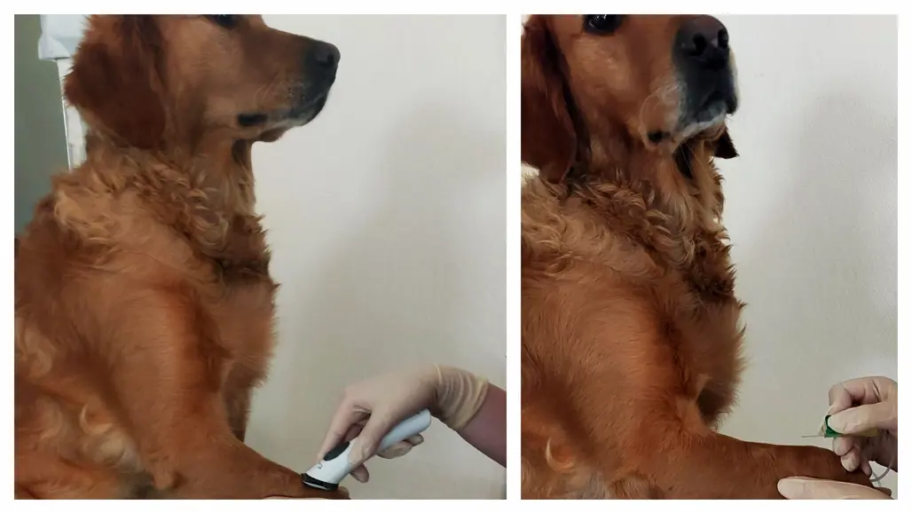 Bildserie med en hund som blir rakad och sedan tas blodprov på hunden. Bildkollage.
