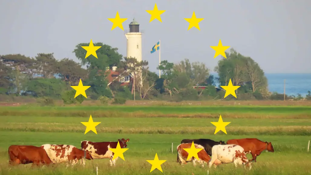 Kor på en grön äng. I bakgrunden en fyr och svenska flaggan. Foto: Lotta Berg