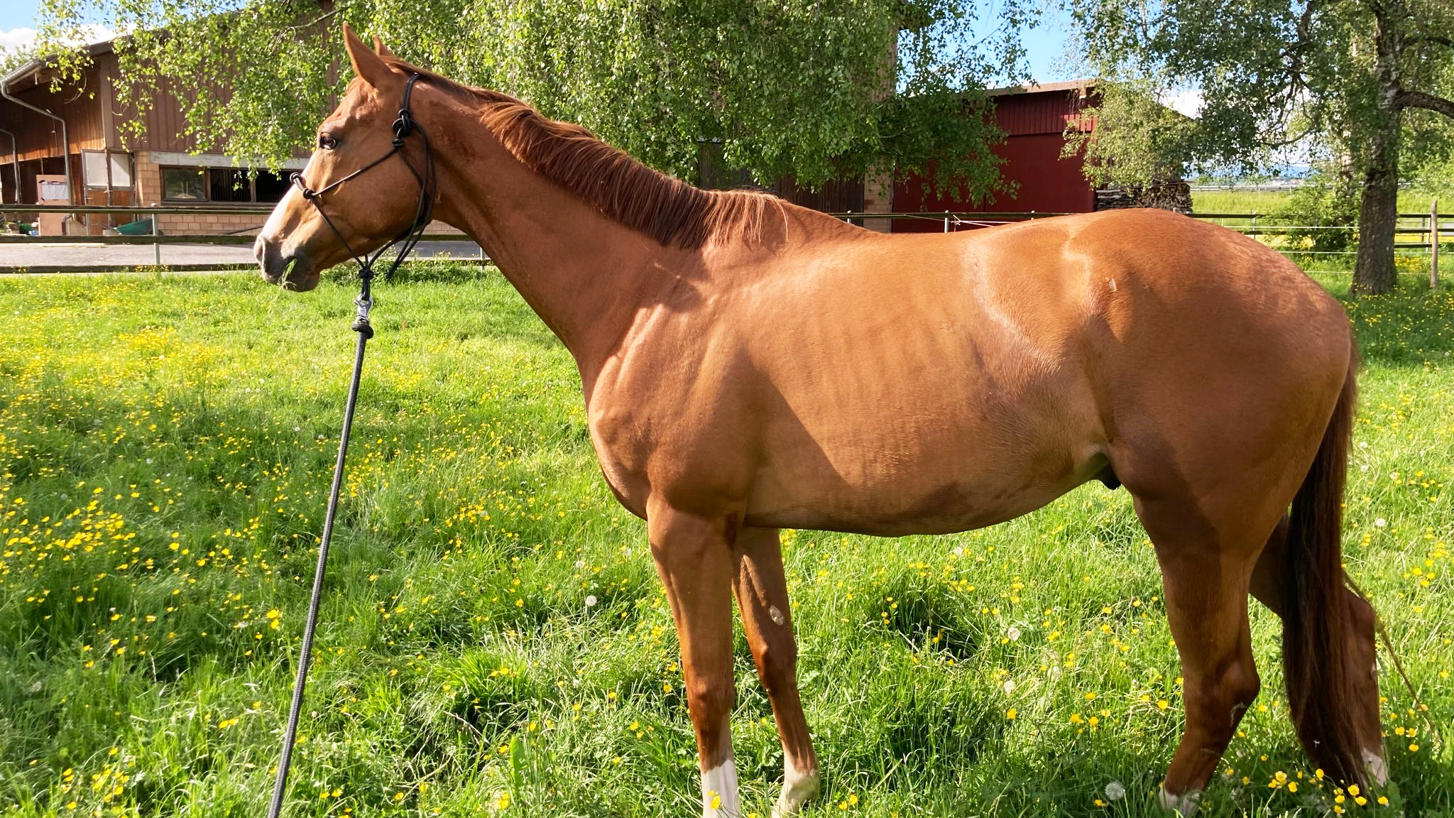 A brown horse in a pasture. Photo.