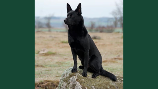 Photo of a black sheepdog sitting on a rock in a field.