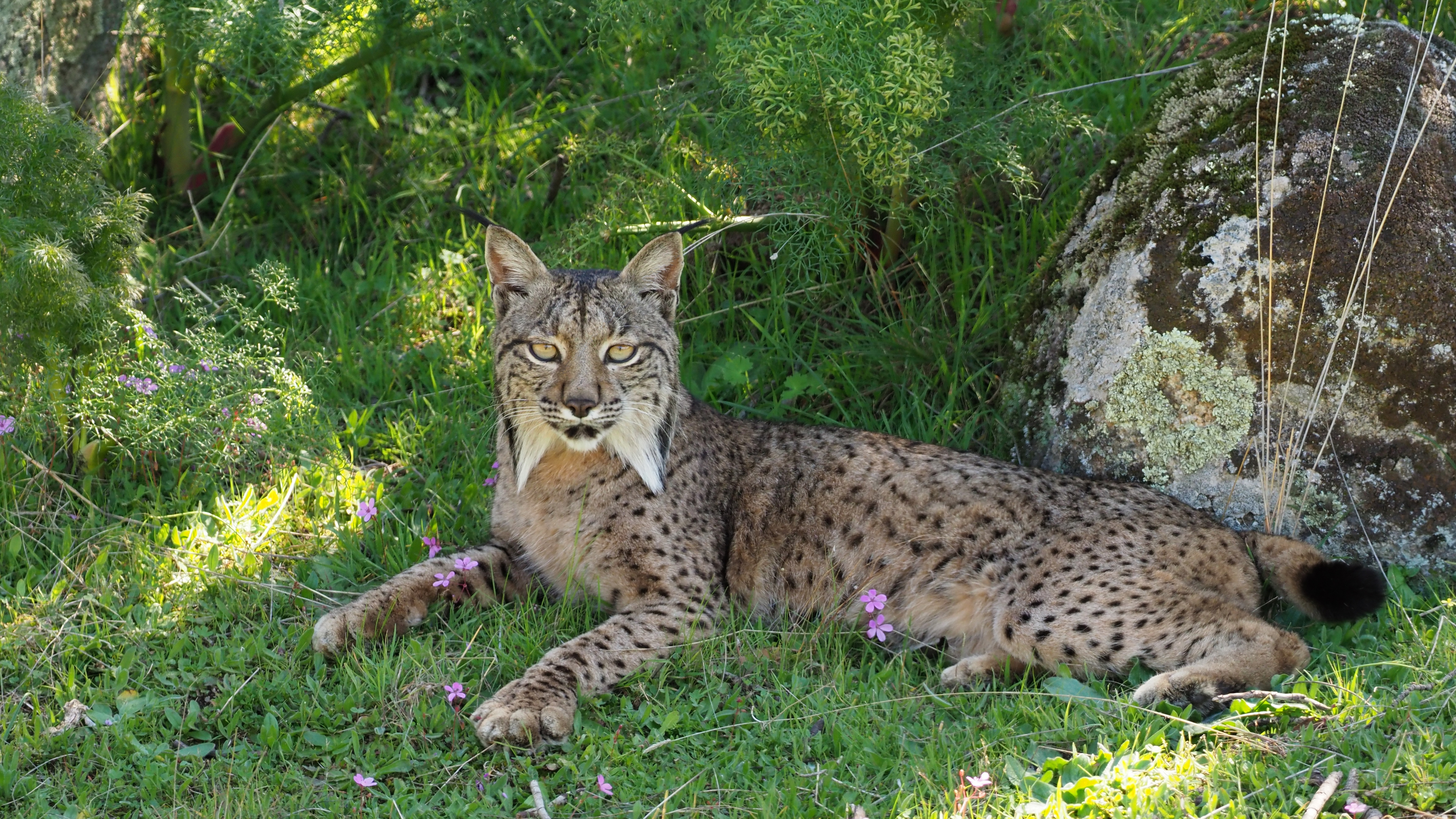 Ett lodjur vilar bland gräs och rosa blommor i skuggan bredvid en sten. Foto.