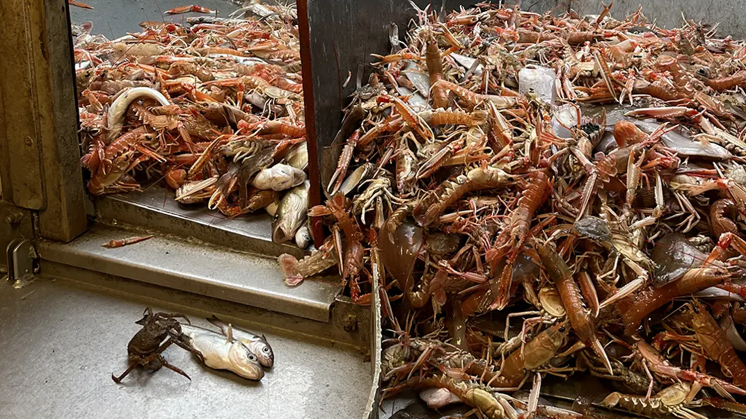Norwegian lobsters