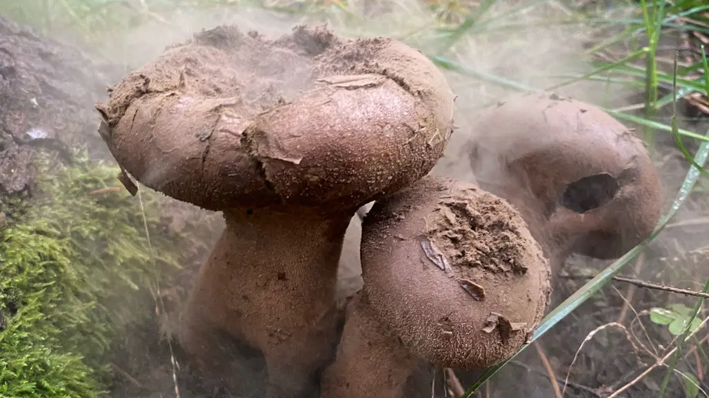 Tre tätt stående fruktkroppar av röksvamp på marken i ett moln av rök. Foto