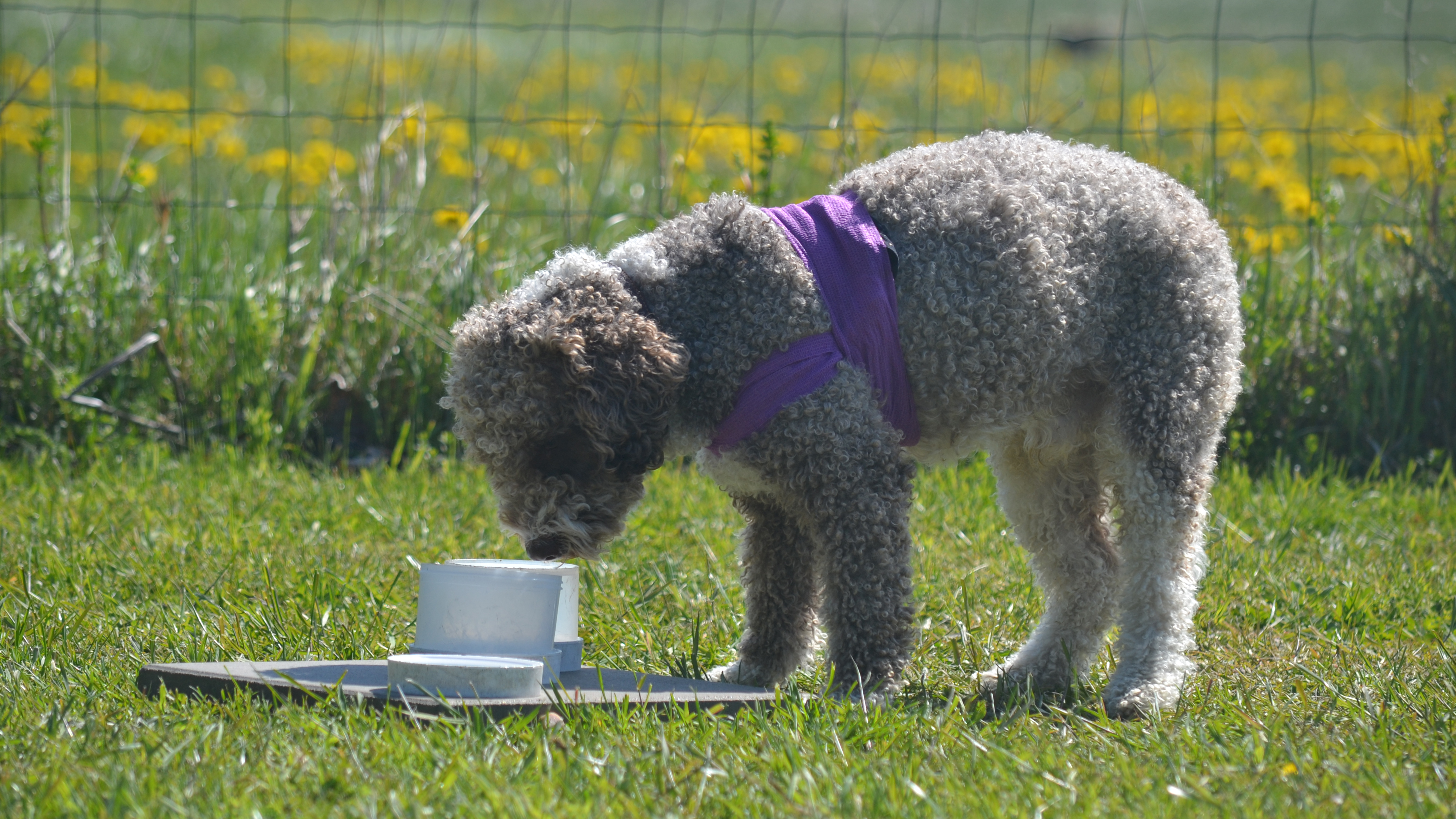 Foto av en hund av rasen lagotto som nosar på ett föremål ute på gräsmatta, iklädd pulsmätare.
