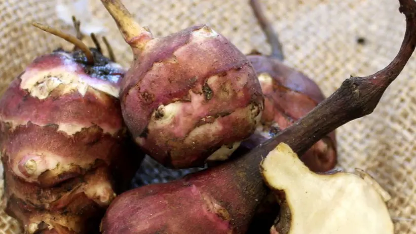 Jordärtskockor ligger på juteväv.