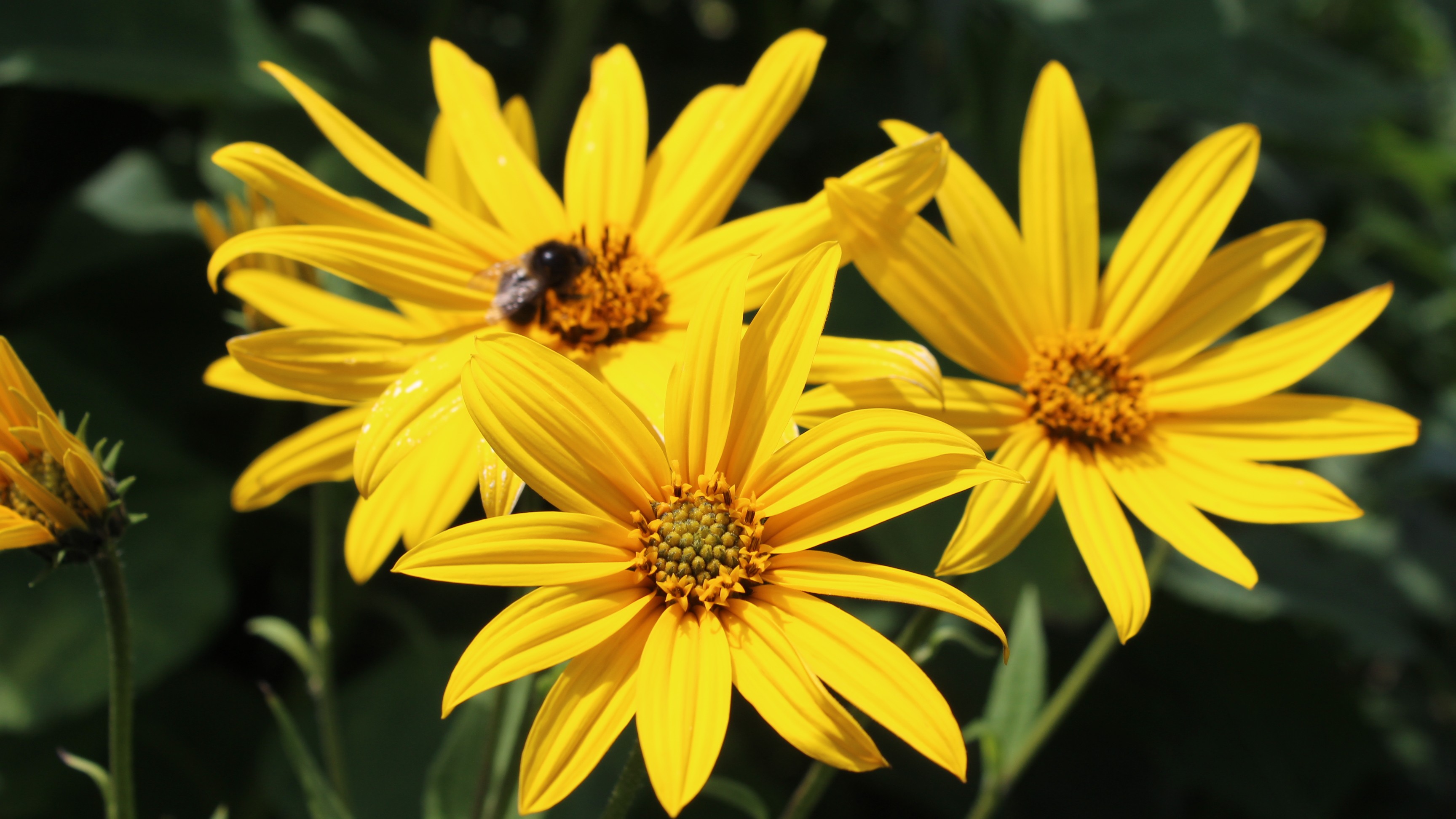 Jordärtskockan av sorten 'Tallmo' blommar med solgula blommor. 