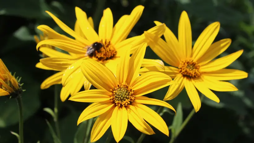 Jordärtskockan av sorten 'Tallmo' blommar med solgula blommor.