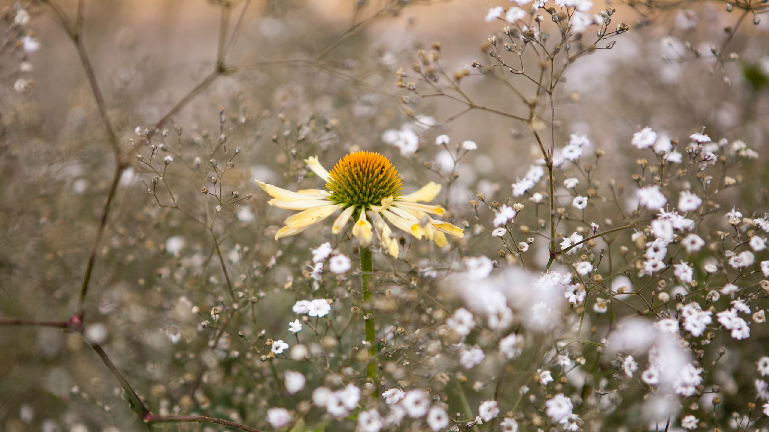 Echinacea and Babys-breath, Ultuna campus