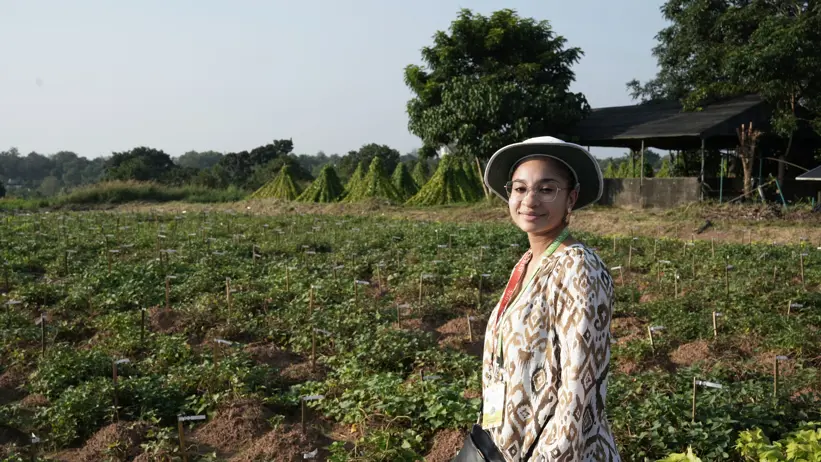 A woman in a cassava field. Photo.