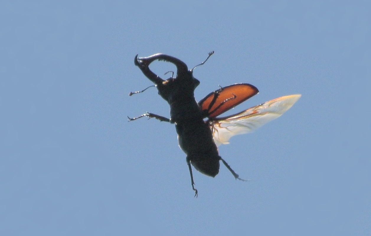 Flygande ekoxe med himmel i bakgrunden. Foto