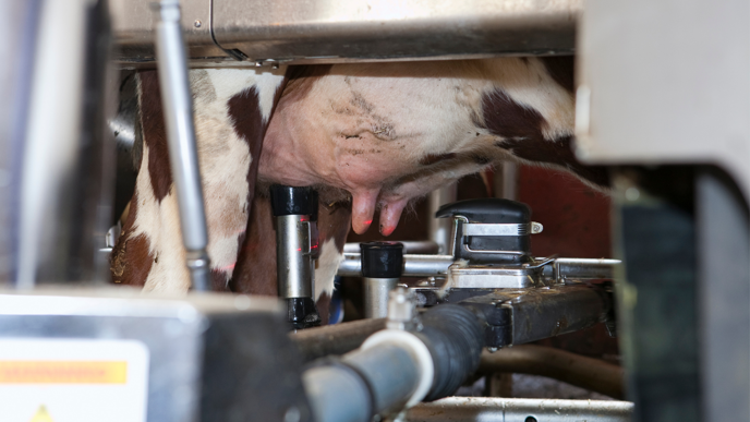 Close-up of a cow's teats surrounded by a machine.