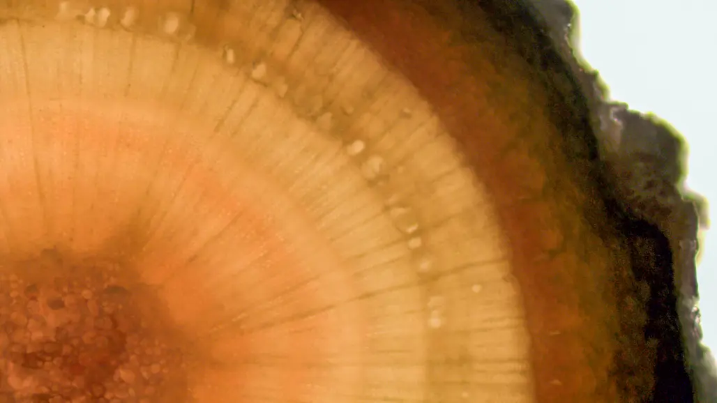 A cross-section of a tree. Photo.