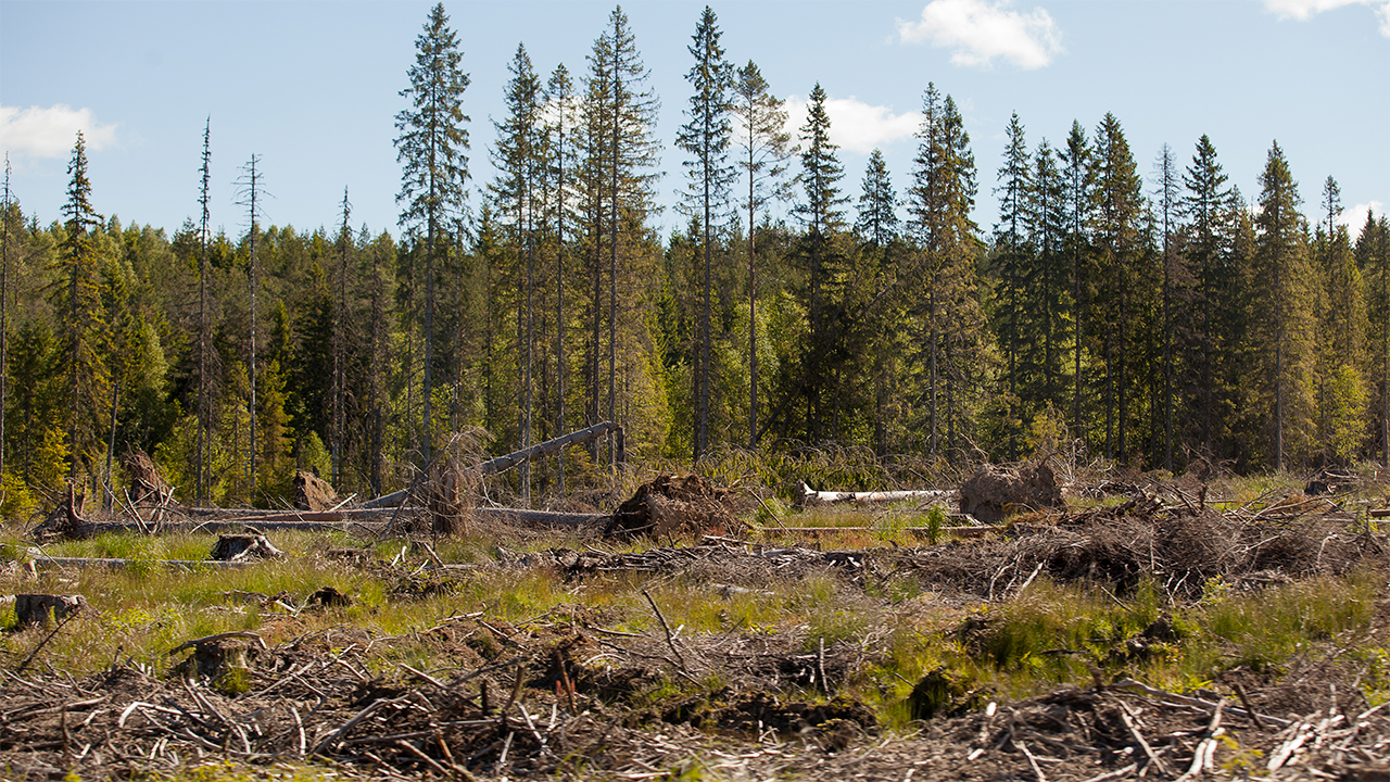 Trakthyggesbruket dominerar fortfarande i Sverige. Men finns det några alternativ till systemet som byggt Sveriges starka skogsindustri? Bild: Daniel Stjärna, SLU.