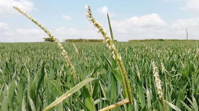 Stalks of weeds sticking up from a field, against a cloudy sky.
