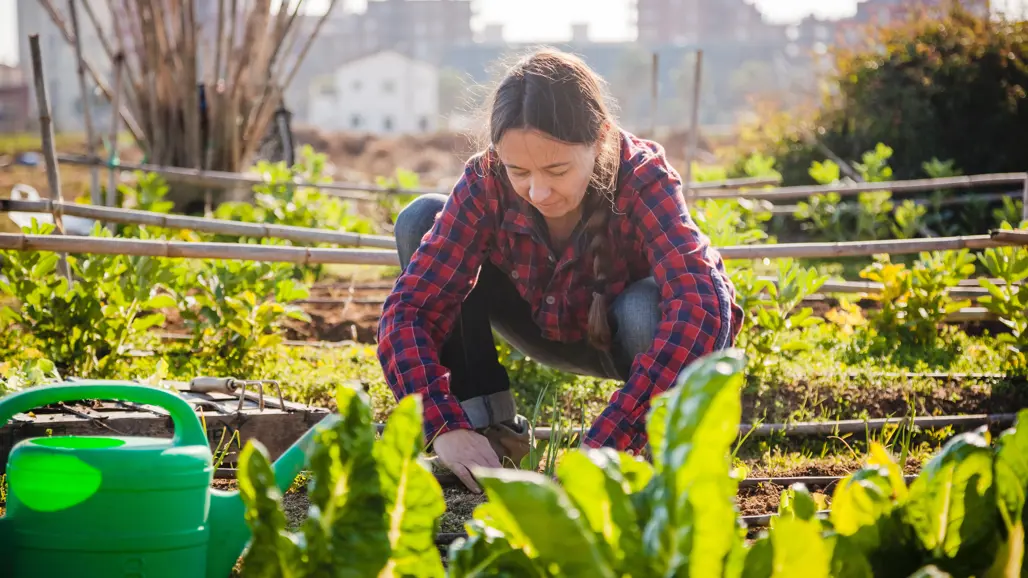 Young woman gardening in urban garden.