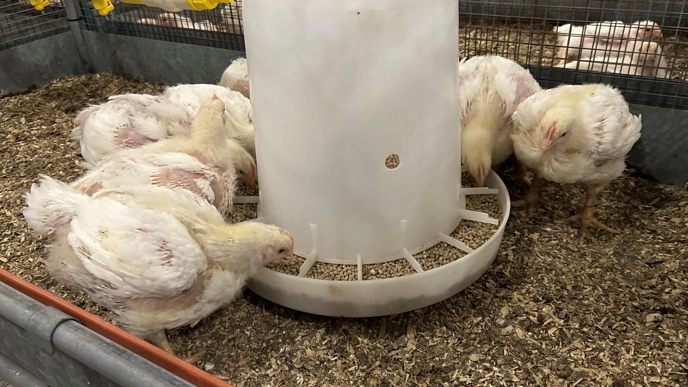 White broiler chickens eating feed from a feeder. Photo Helena Wall.