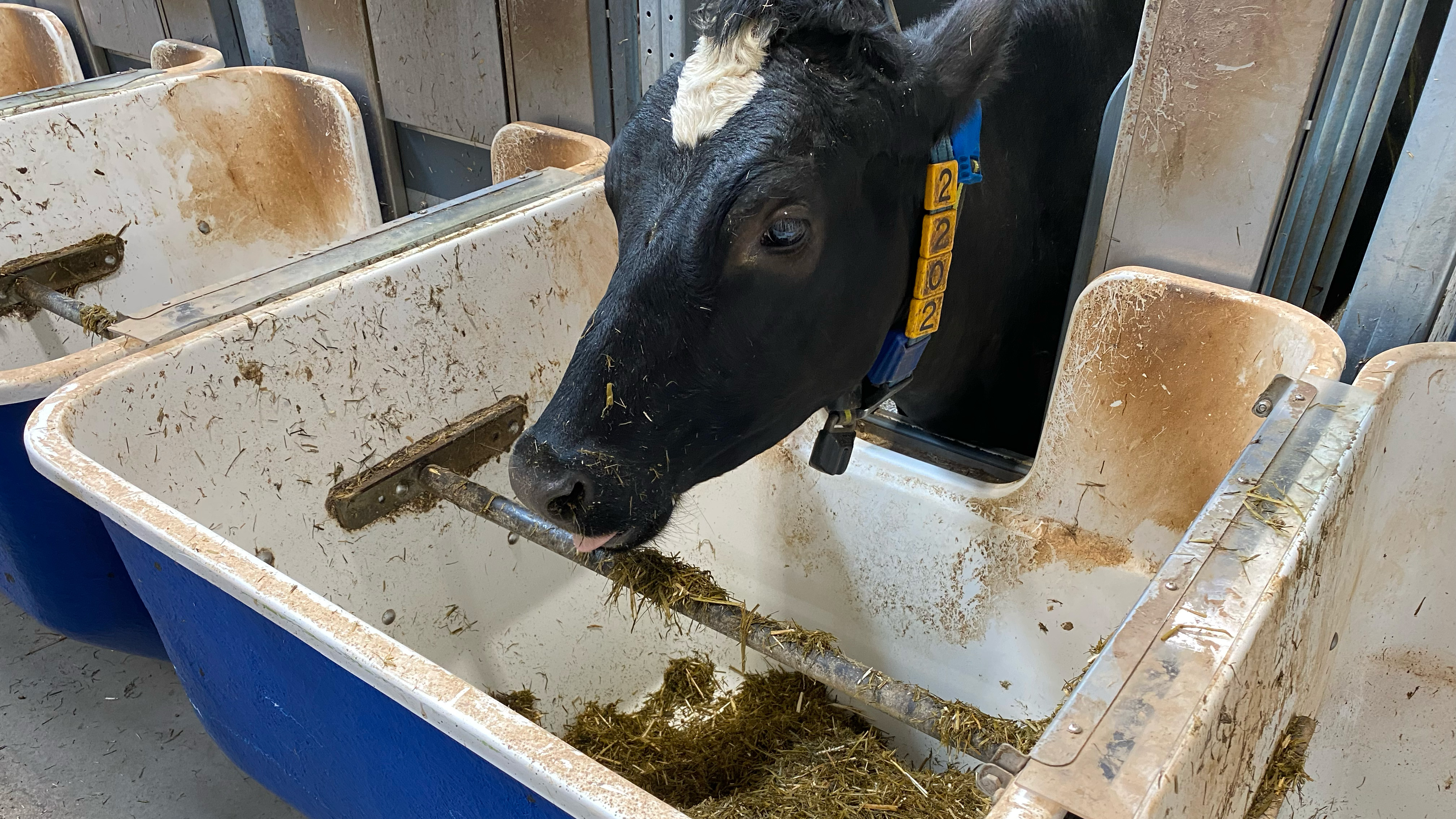 Close-up of a black dairy cow standing and eating roughage from a feed trough in a modern barn.