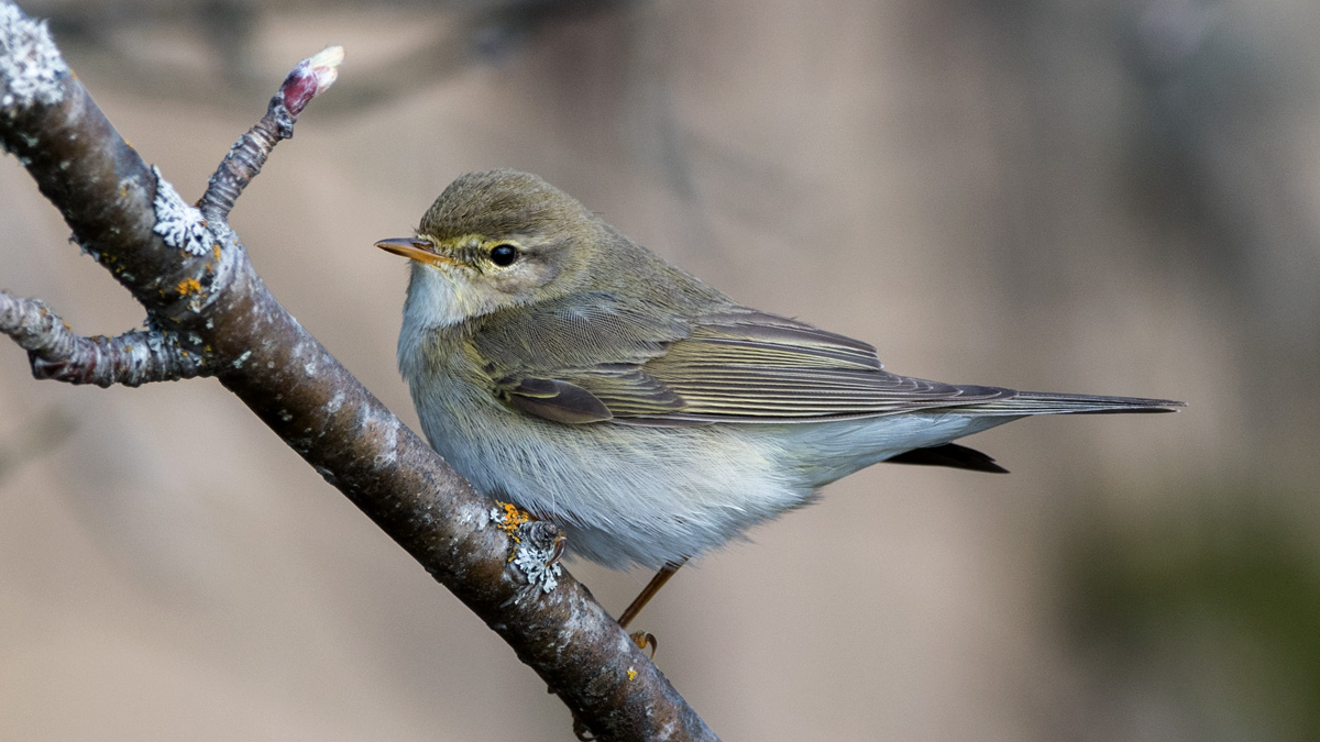 Liten fågel med grå mage och gula och gråblå vingar sitter på kvist. Foto
