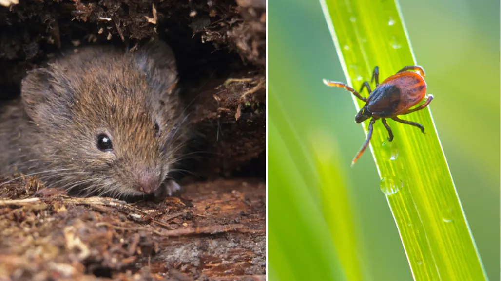 A forest vole on the left and a tick on the right.