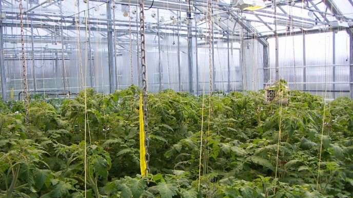 Tomatoes. Research on biological and biochemical factors on roots and in the nutrient solution. (hydroponic systems)