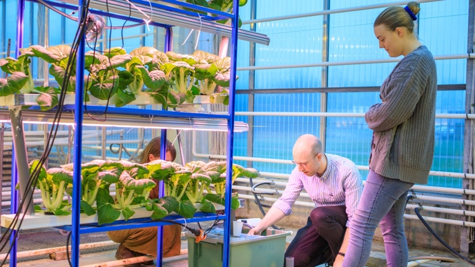 Studenter i laboration där de får bygga sina egna hydroponiska odlingssystem.