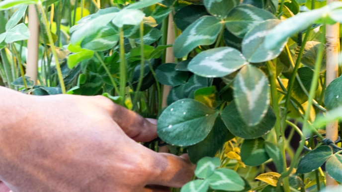 Hands holding leaves from red clover.