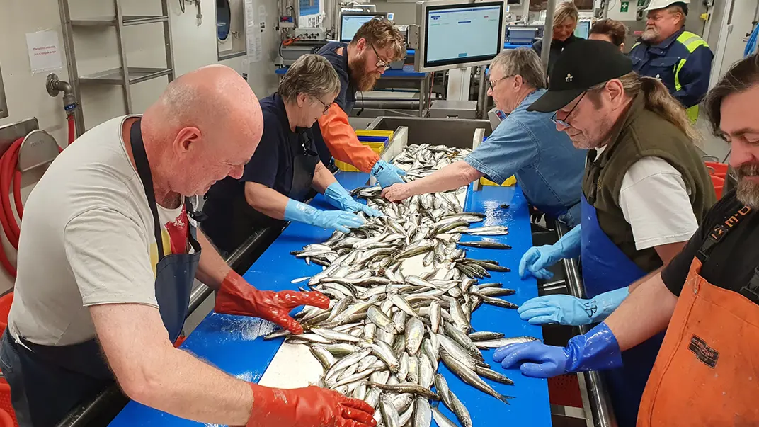 Persons sorting fish
