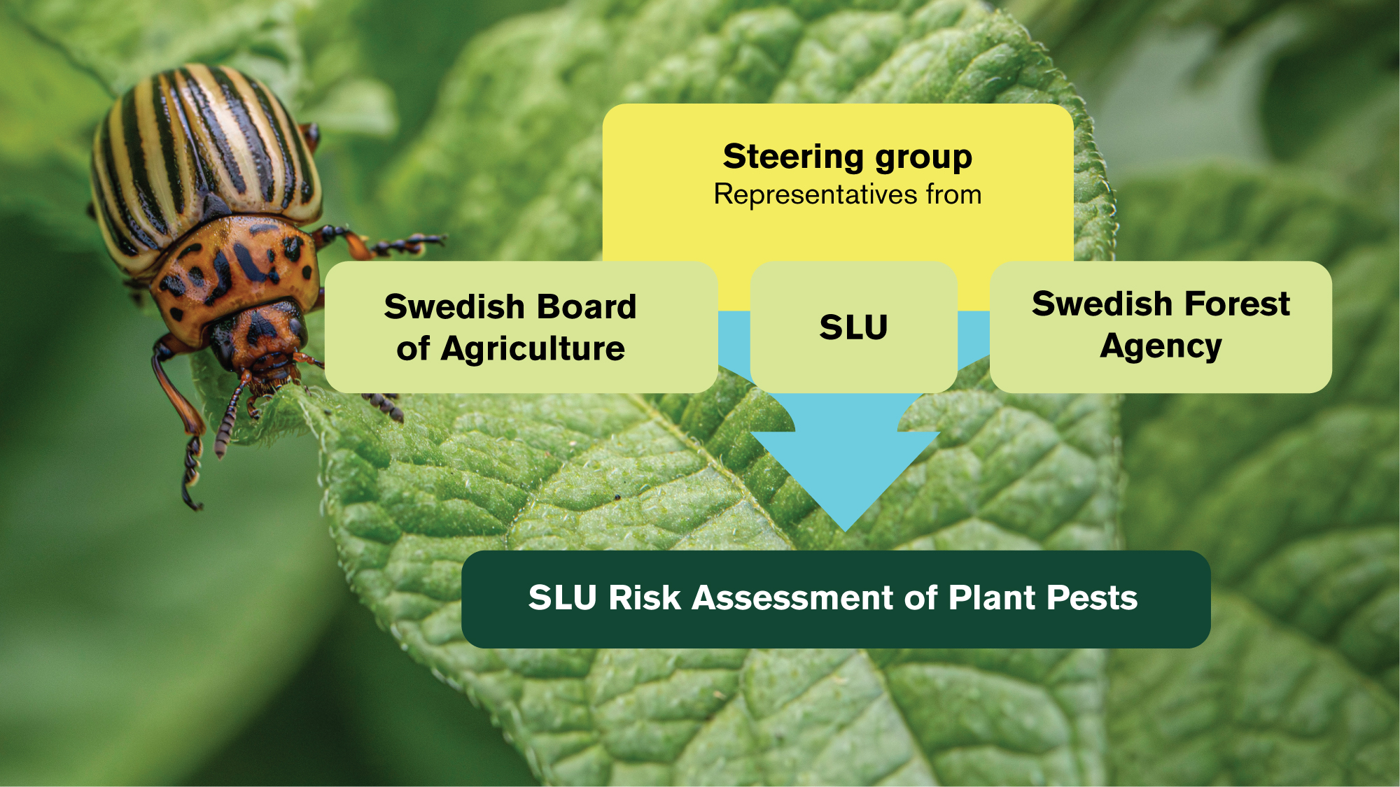 An organizational chart with a beetle in the background. Photo and illustration.